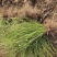 野蔷薇月季花80厘米长爬墙梅护坡爬藤植物江苏产地