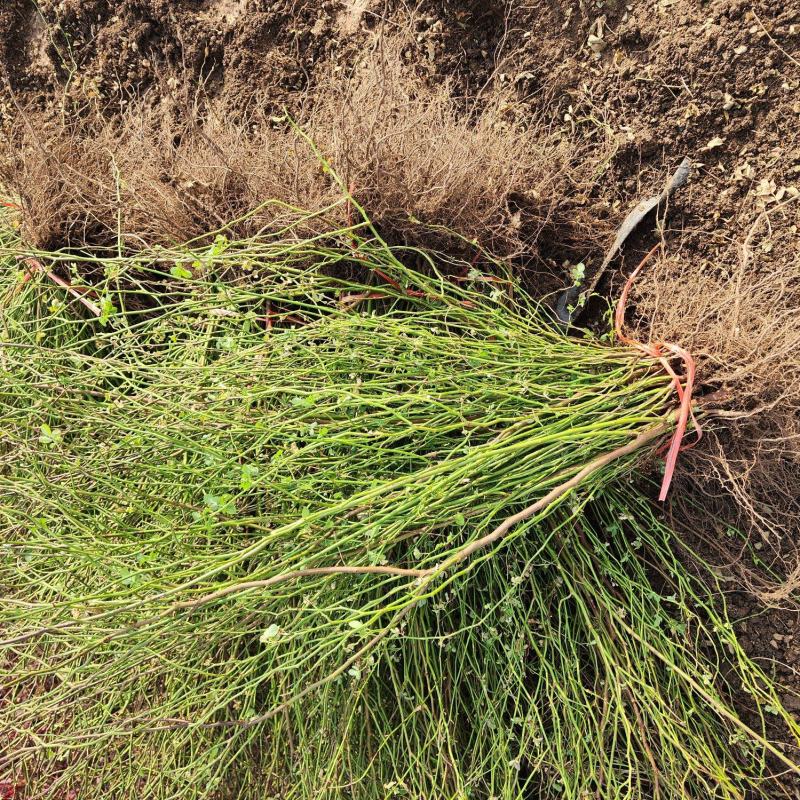 野蔷薇月季花80厘米长爬墙梅护坡爬藤植物江苏产地