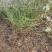 野蔷薇月季花80厘米长爬墙梅护坡爬藤植物江苏产地