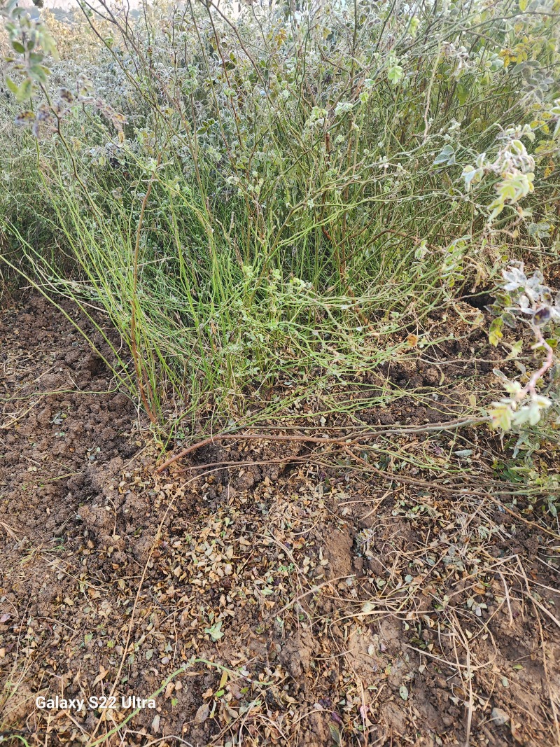 野蔷薇月季花80厘米长爬墙梅护坡爬藤植物江苏产地