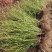 野蔷薇月季花80厘米长爬墙梅护坡爬藤植物江苏产地