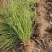 野蔷薇月季花80厘米长爬墙梅护坡爬藤植物江苏产地