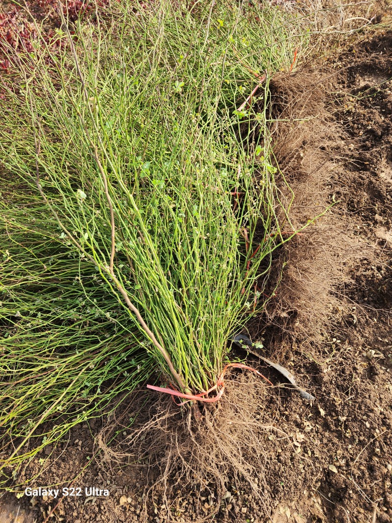 野蔷薇月季花80厘米长爬墙梅护坡爬藤植物江苏产地