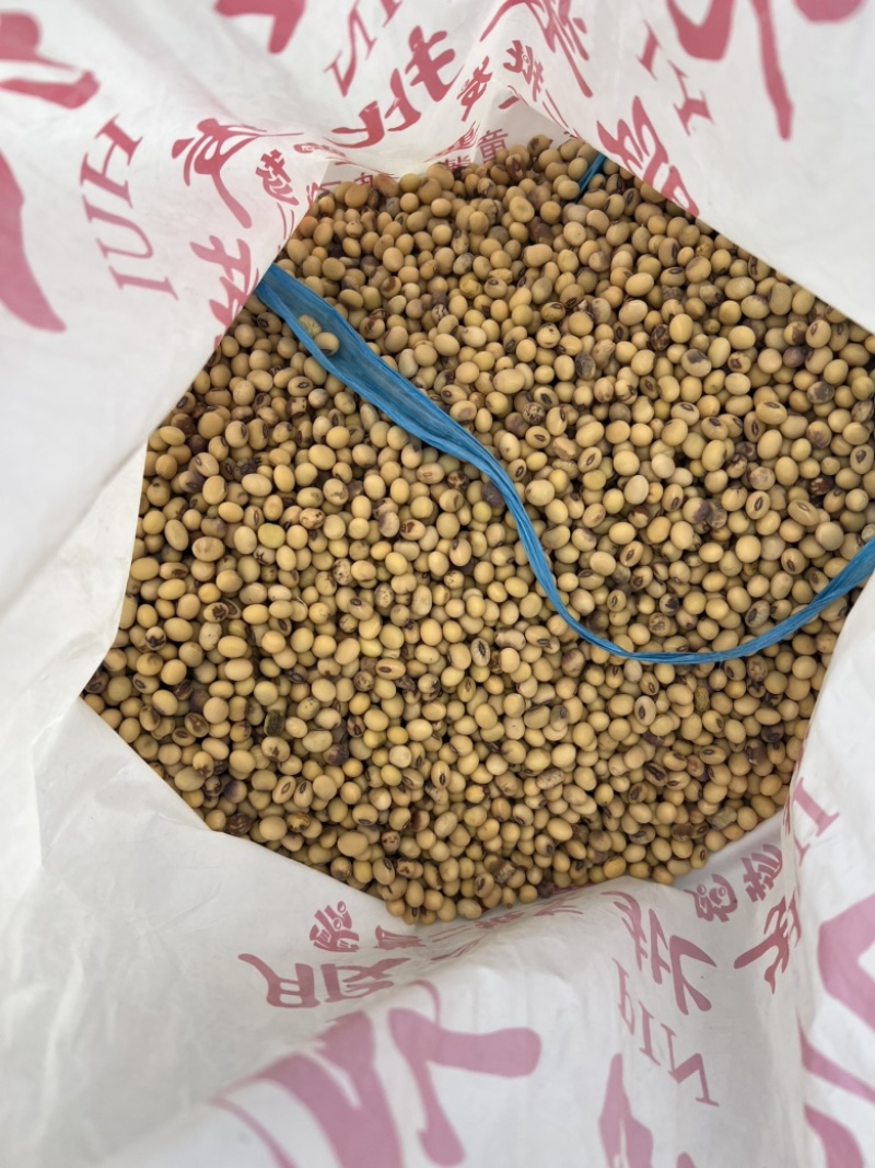 黄豆有1600斤