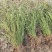 野蔷薇月季花80厘米长爬墙梅护坡爬藤植物江苏产地