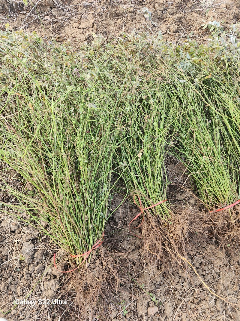 野蔷薇月季花80厘米长爬墙梅护坡爬藤植物江苏产地