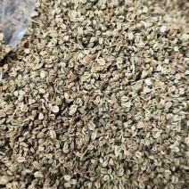 中药材蛇床子