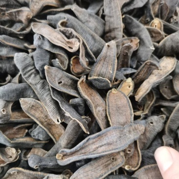 中药材水蛭各种品种大全