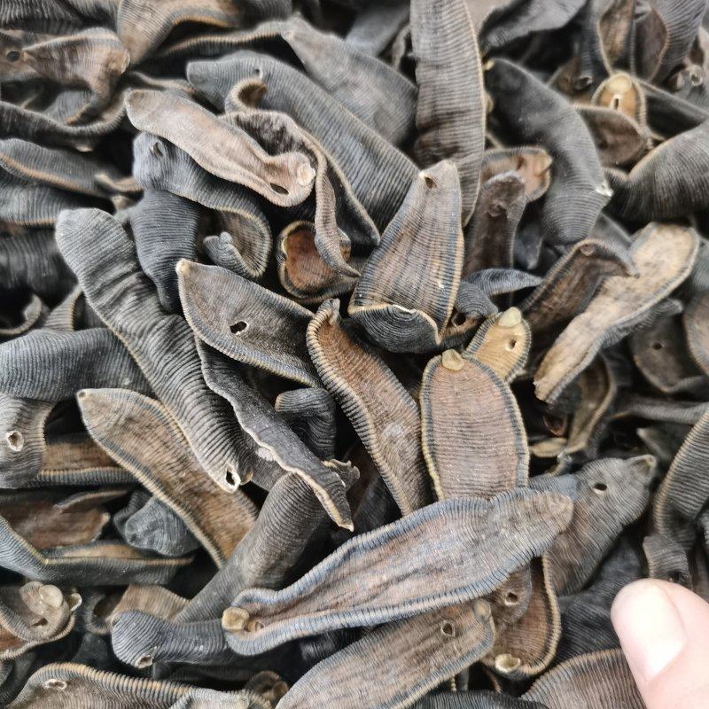 中药材水蛭各种品种大全