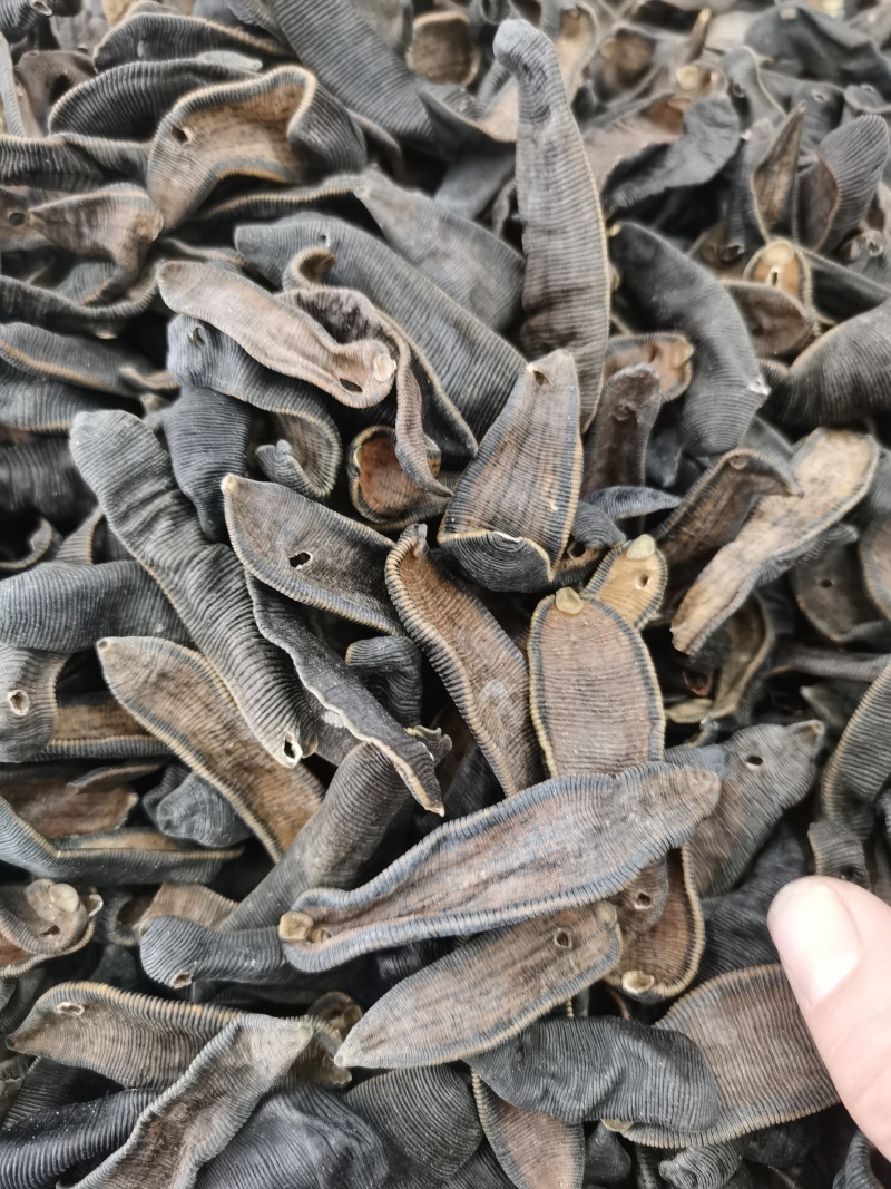中药材水蛭各种品种大全