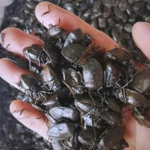中药材九香虫各种规格