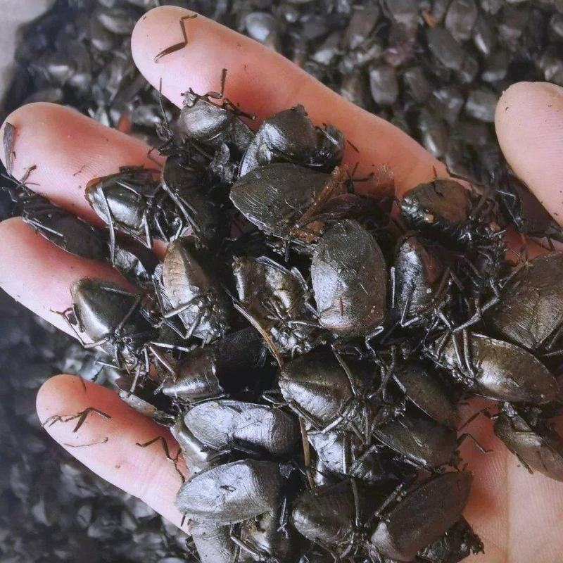中药材九香虫各种规格