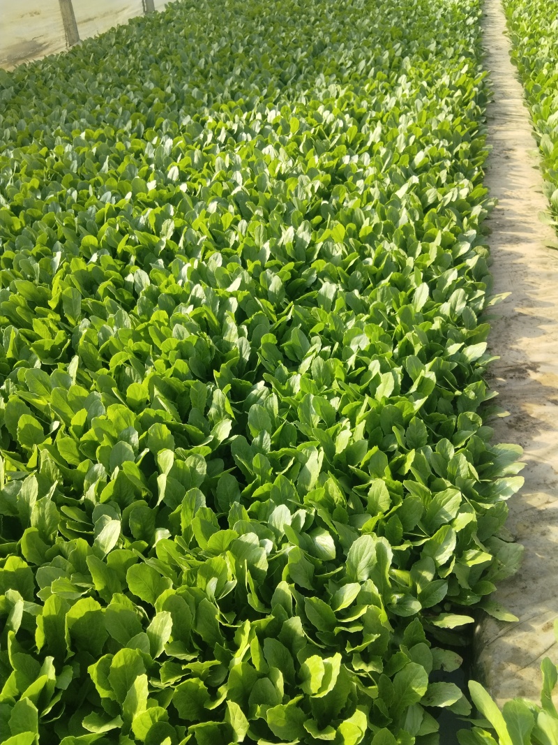油麦菜苗现货，全国发货，需要的老板联系。