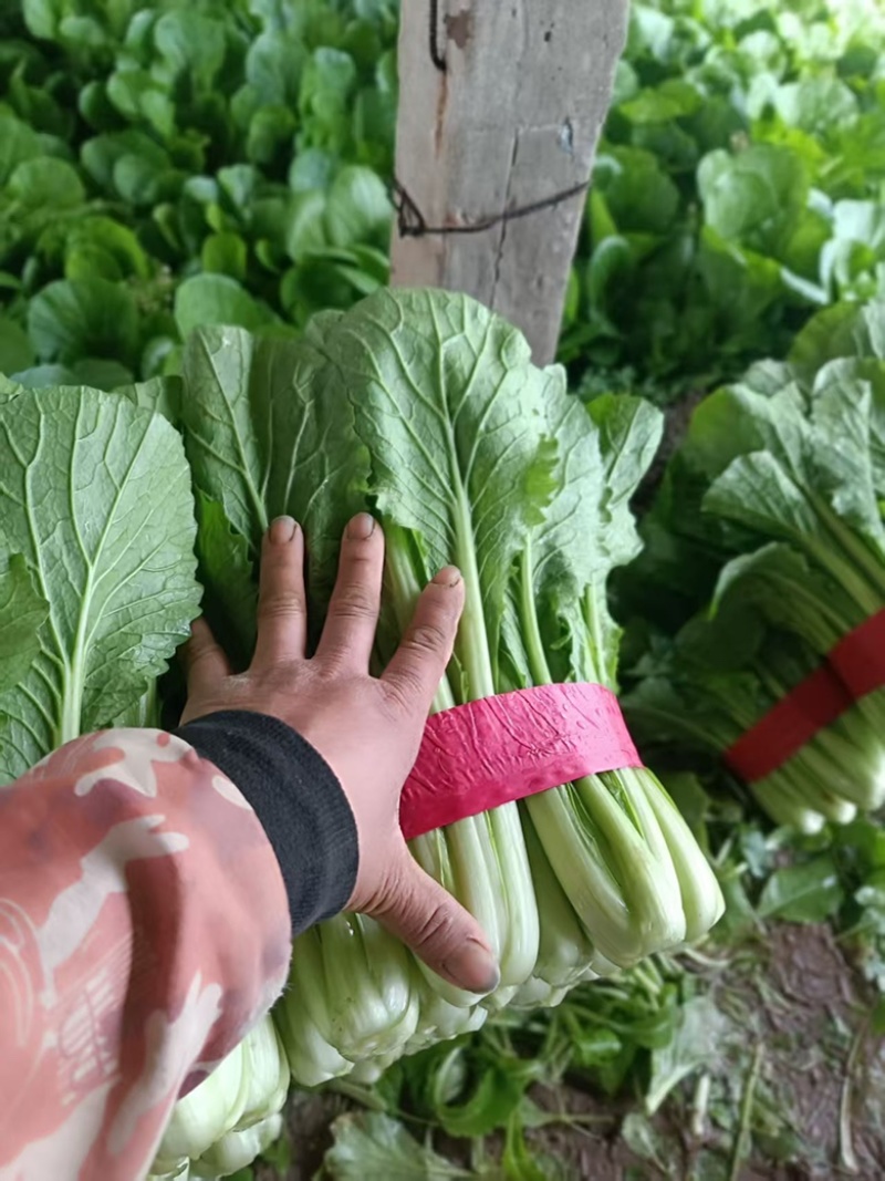 《小白菜》河北暖棚精品小白菜/全国商超/市场档口