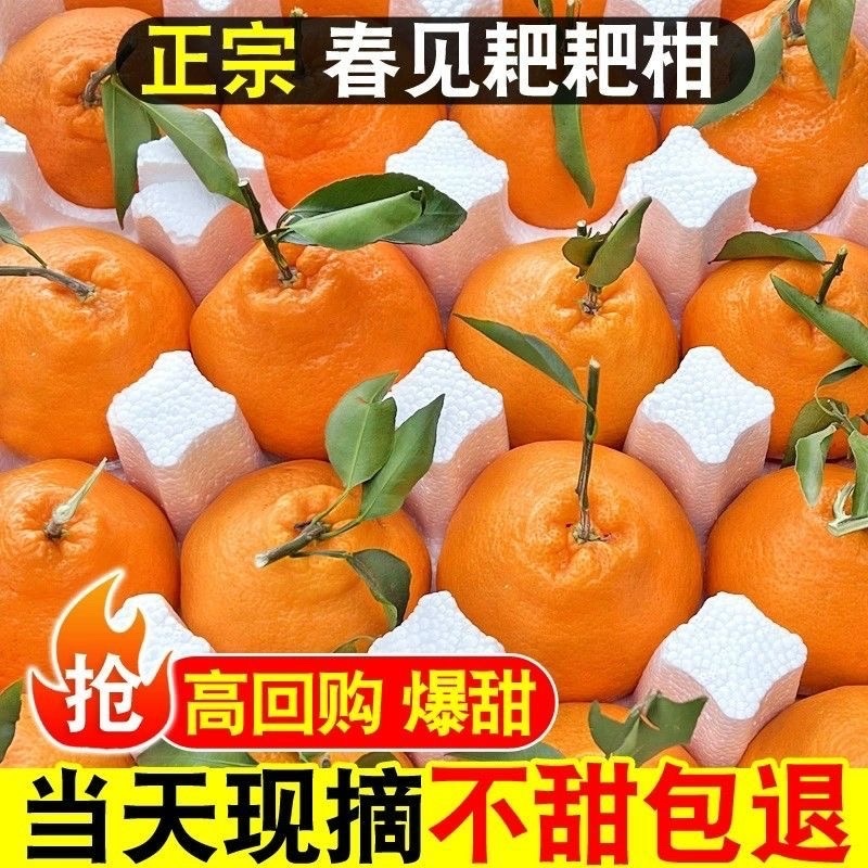 四川春见耙耙柑～柑橘～丑橘～不知火电商平台对接一件代发一
