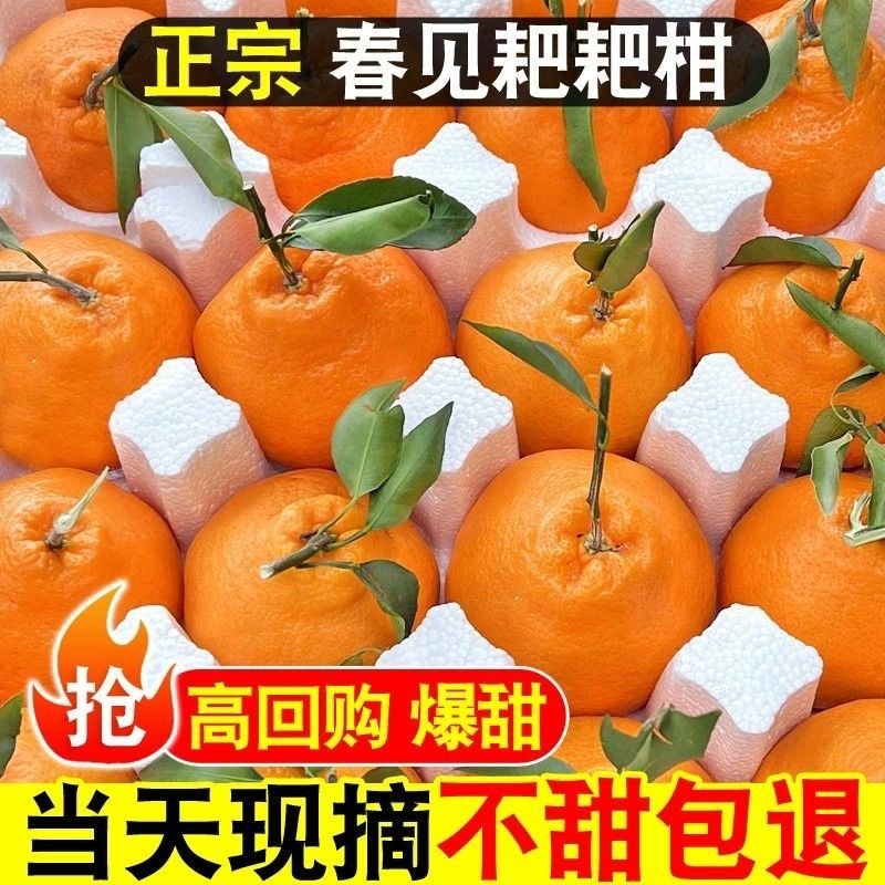 四川春见耙耙柑～柑橘～丑橘～不知火电商平台对接一件代发一