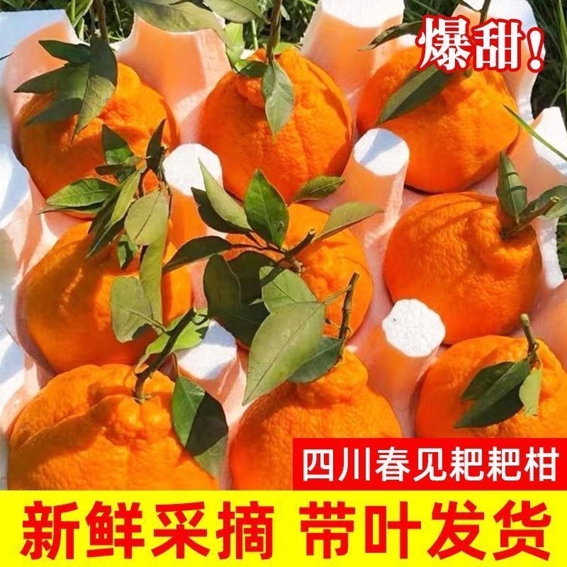 四川春见耙耙柑～柑橘～丑橘～不知火电商平台对接一件代发一