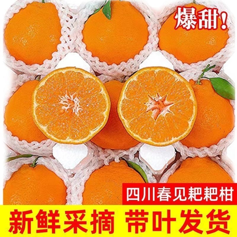 四川春见耙耙柑～柑橘～丑橘～不知火电商平台对接一件代发一