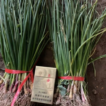 洋葱苗子洋葱头