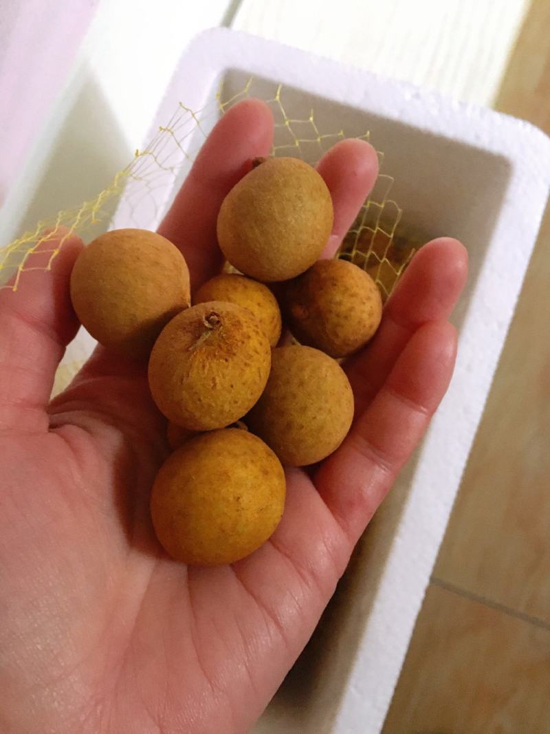 新鲜龙眼，桂圆，现摘现发，包邮到家！保鲜发货，冷链运输！
