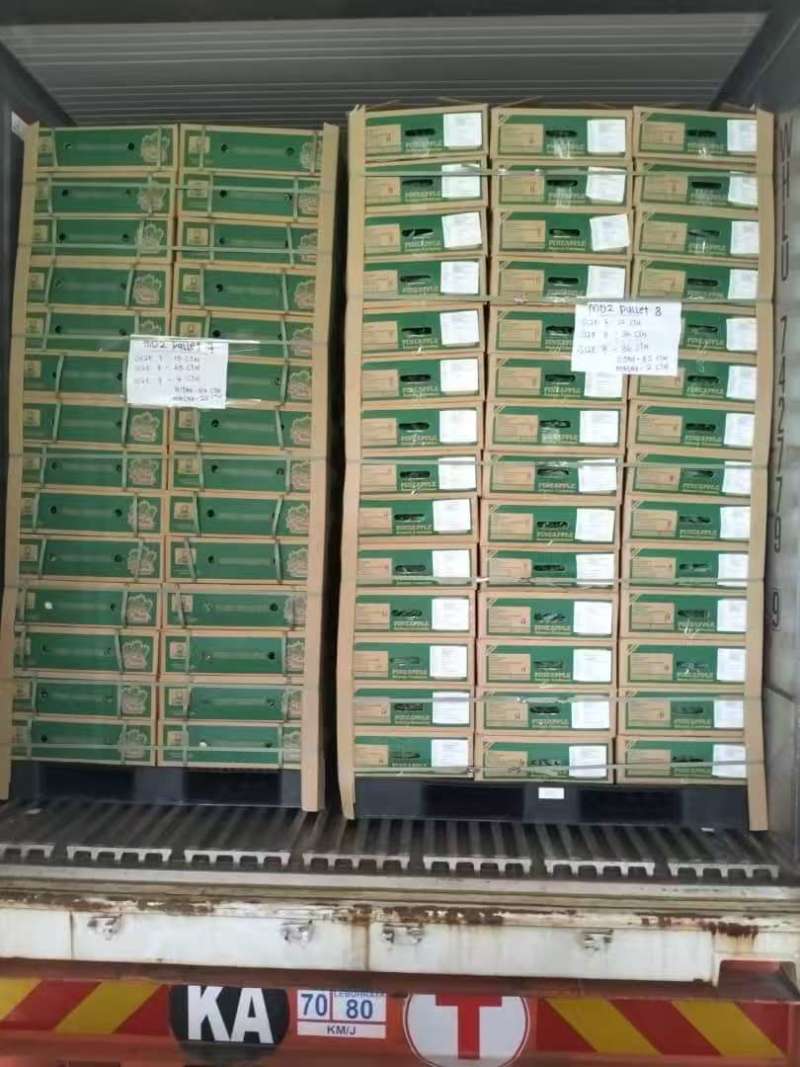 凤梨每箱11公斤9粒，160元一箱，嘉兴