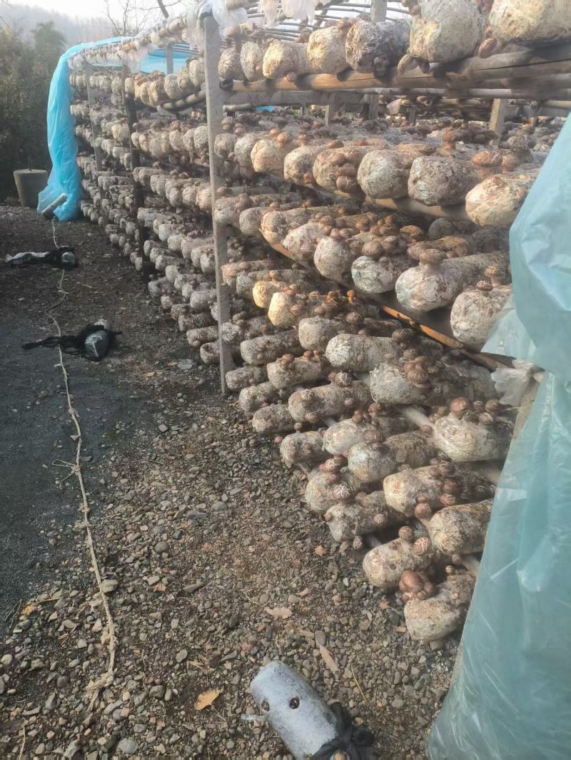特级香菇