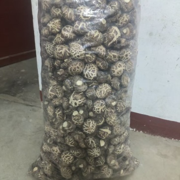 特级香菇