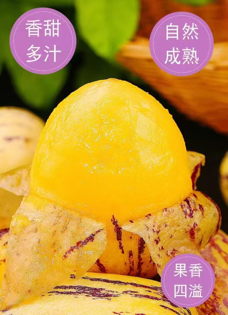 人参果品质保证一手货源价格美丽产地直销欢迎咨询