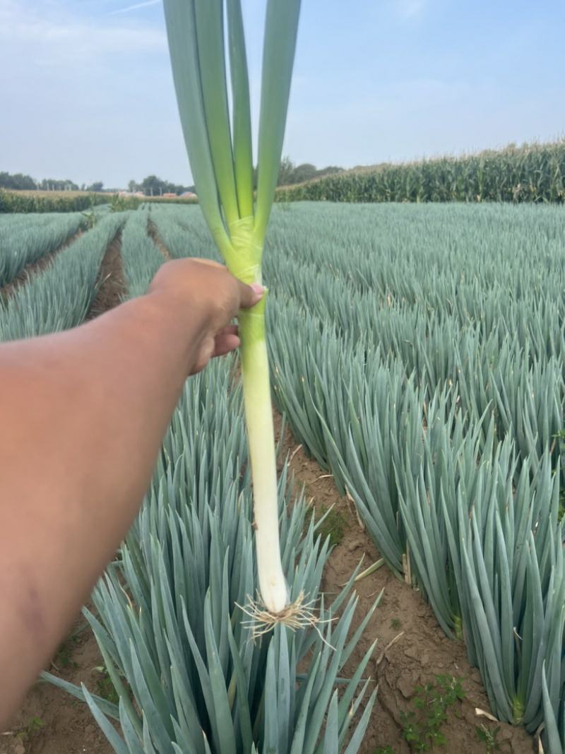 铁杆大葱
