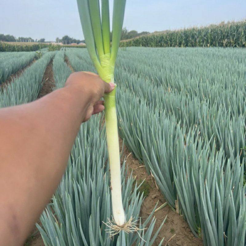 铁杆大葱