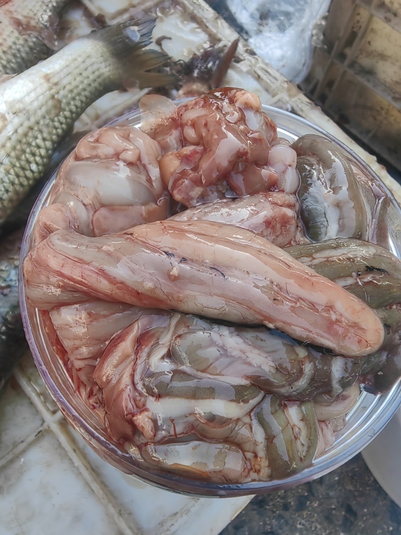 梭鱼肠子鲜咸梭鱼