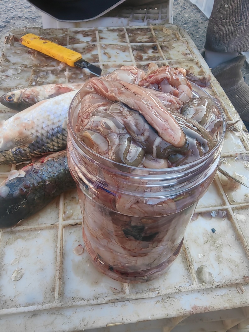 梭鱼肠子鲜咸梭鱼