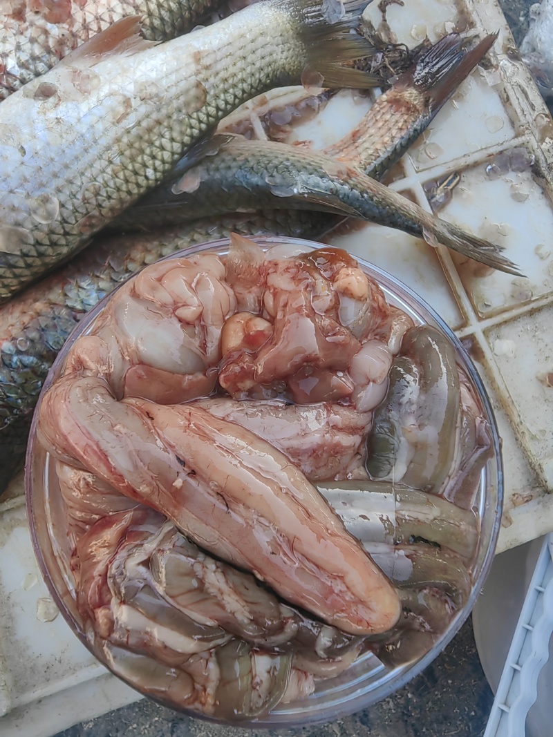 梭鱼肠子鲜咸梭鱼