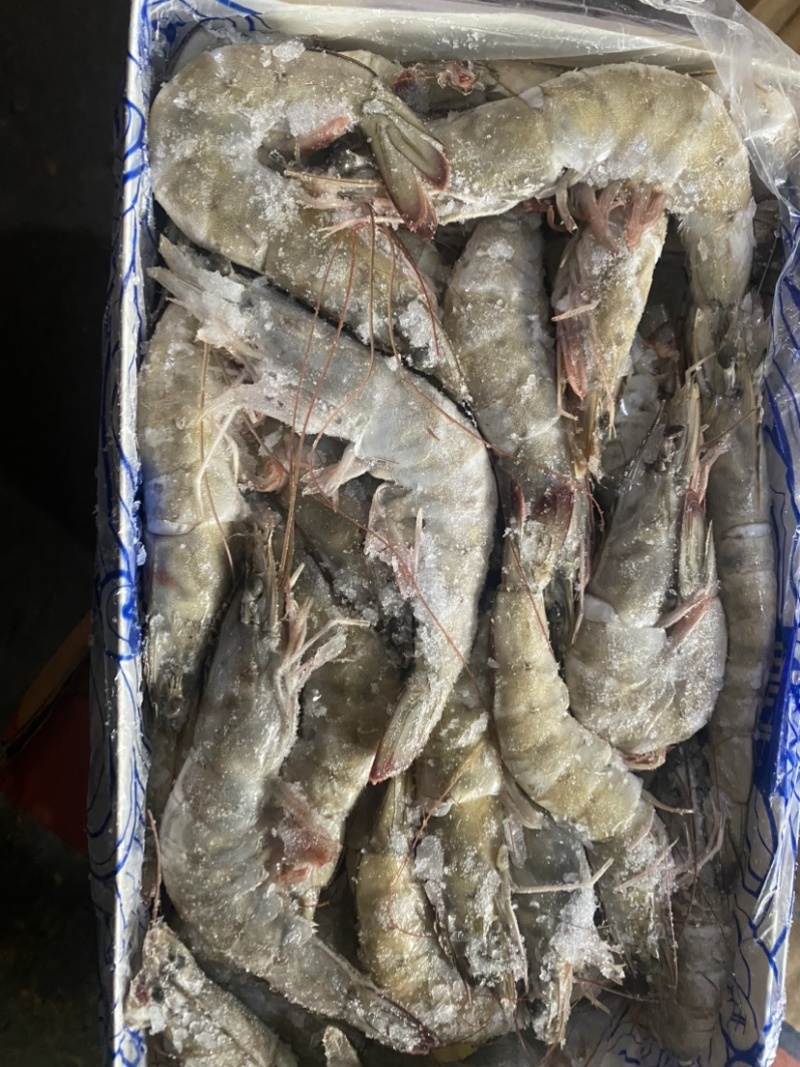 海虾批发