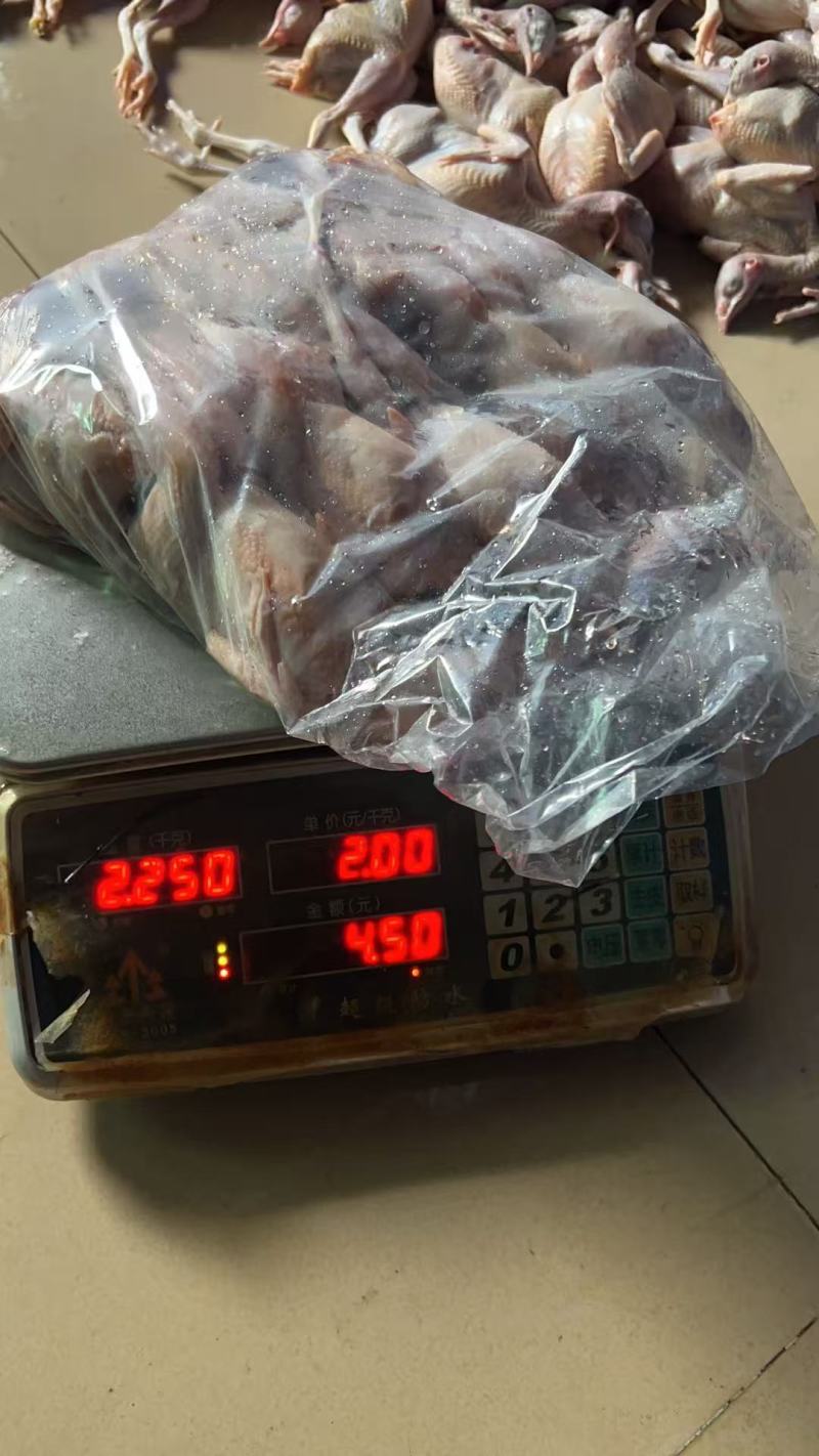 广东白条鹧鸪规格齐全质量保证量大从优全国直发