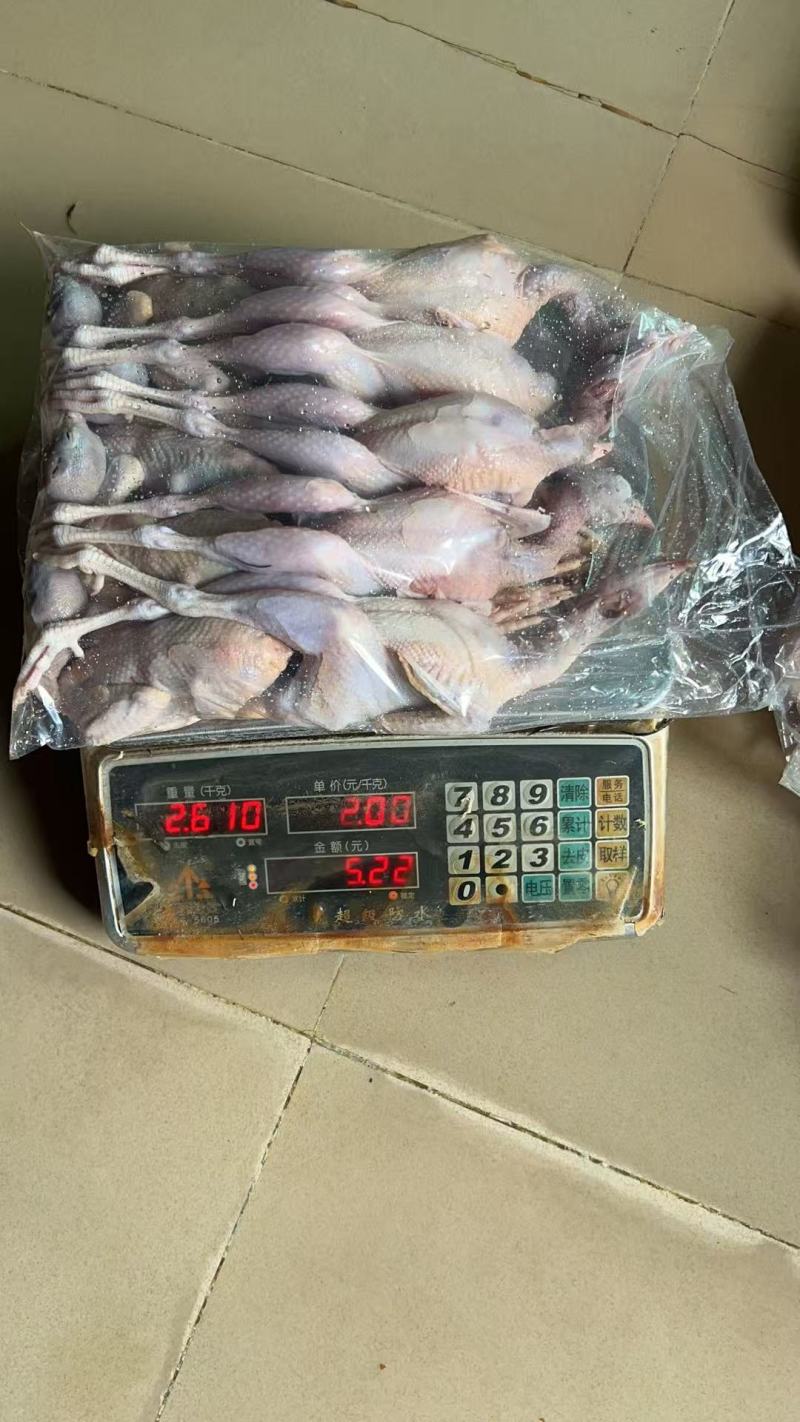 广东白条鹧鸪规格齐全质量保证量大从优全国直发
