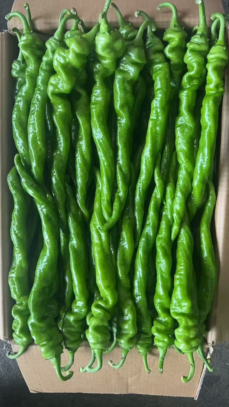 螺丝椒，小陇椒