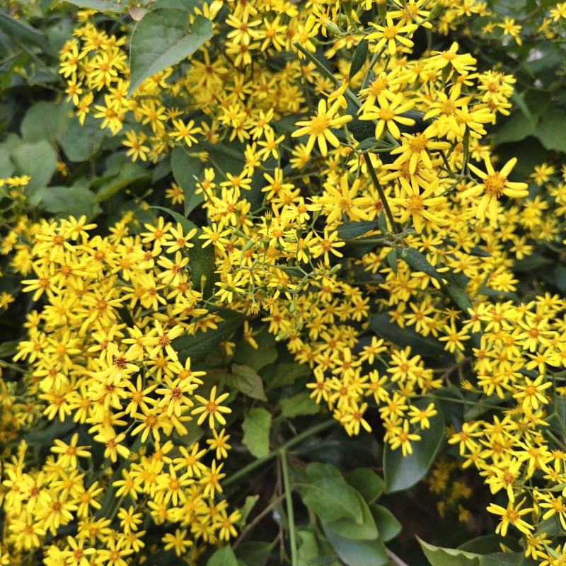 贵州自然生长千里光黄花母三月花