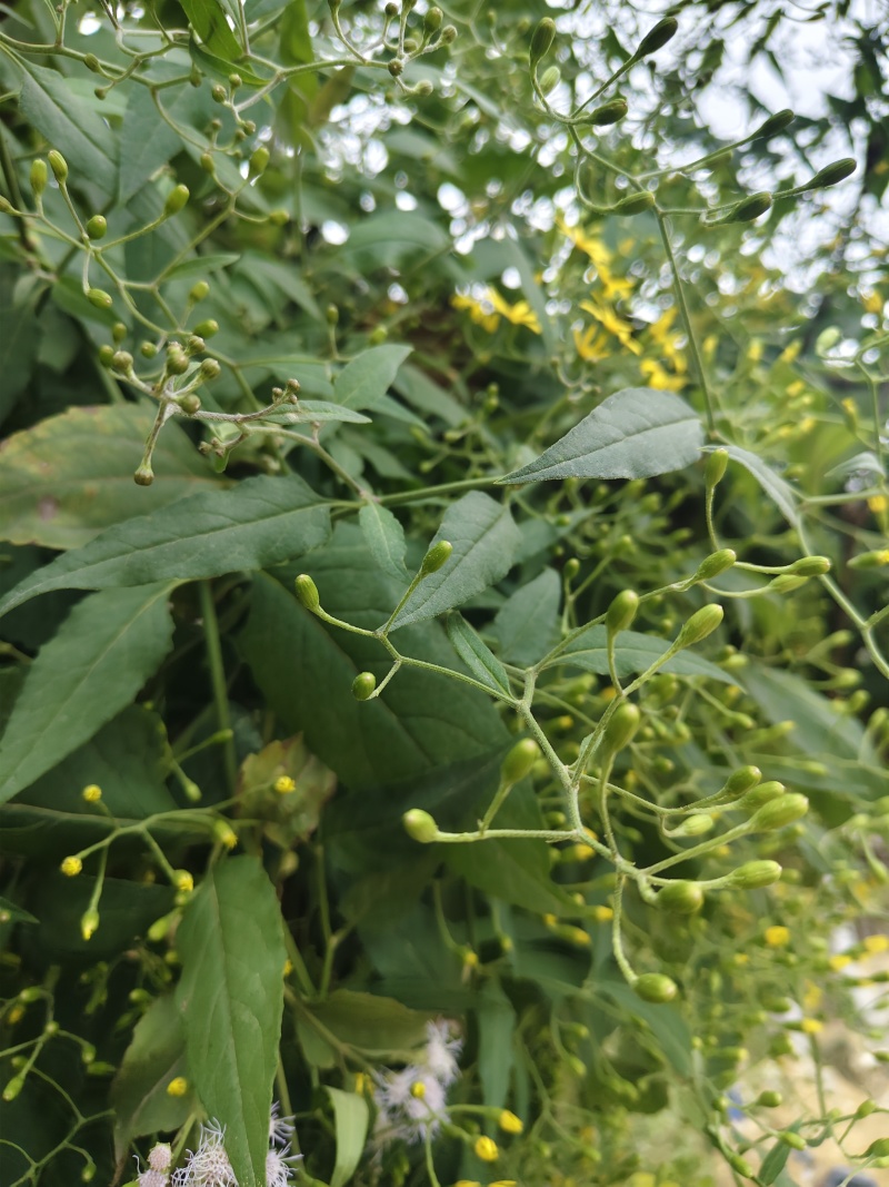 贵州自然生长千里光黄花母三月花