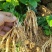 红花百部苗出现挖现发提供种植技术指导可视频