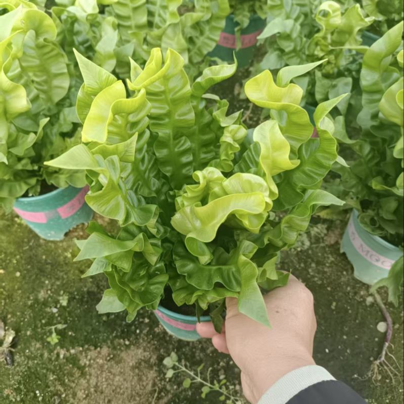 产地直销，盆栽花卉，火焰鸟鸟巢撅