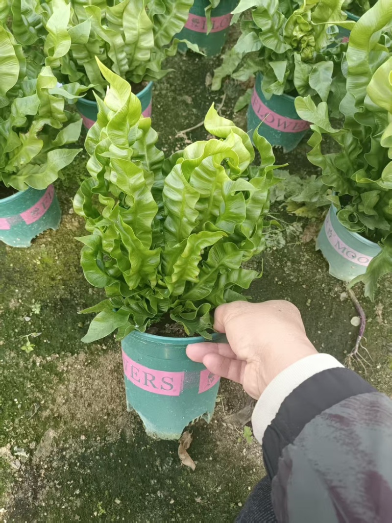 产地直销，盆栽花卉，火焰鸟鸟巢撅