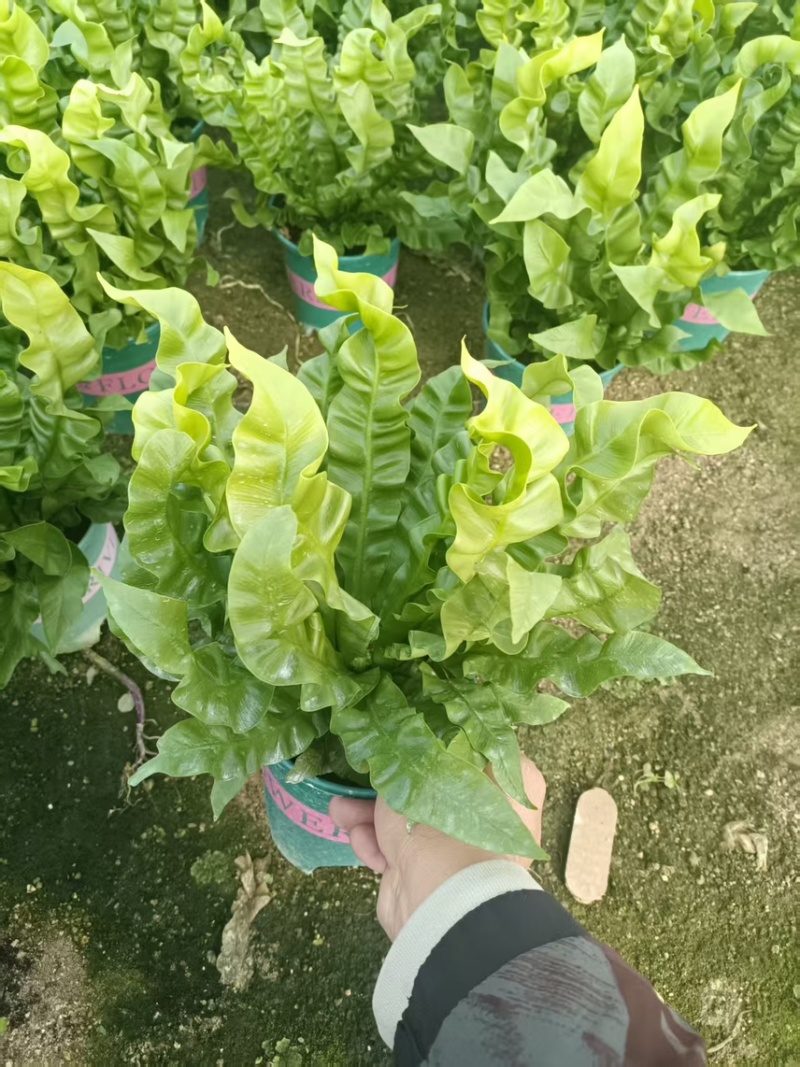 产地直销，盆栽花卉，火焰鸟鸟巢撅
