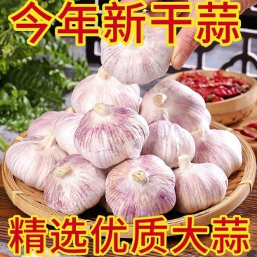 大蒜头，产地直发，全国发货，欢迎进店沟通。