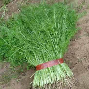 大棚茴香，优质茴香苗，扁杆茴香，质优价廉