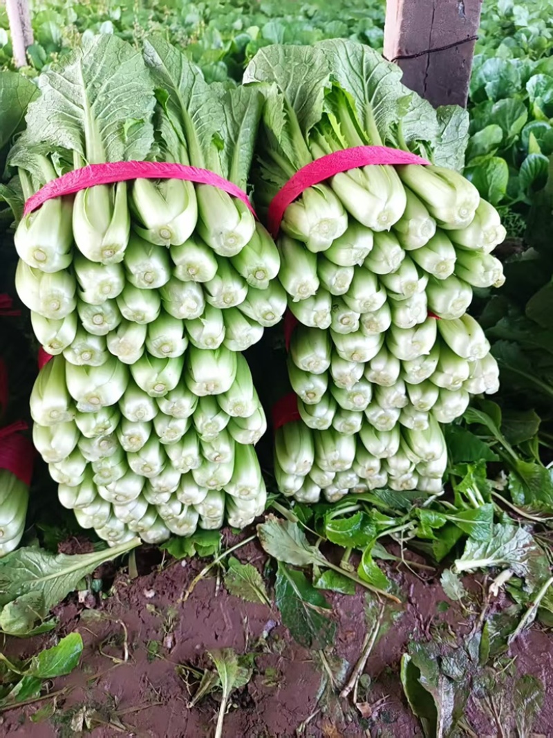 《小白菜》河北暖棚精品小白菜/全国商超/市场档口
