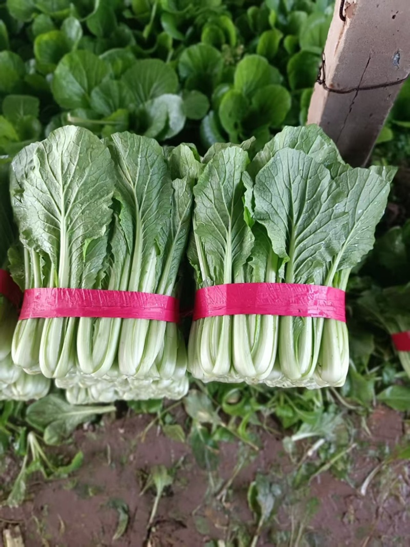 《小白菜》河北暖棚精品小白菜/全国商超/市场档口