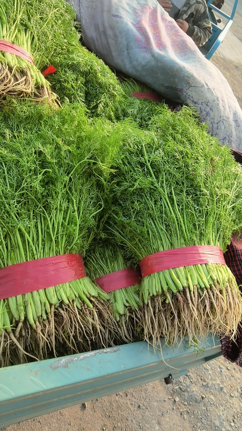 大棚茴香，优质茴香苗，扁杆茴香，质优价廉