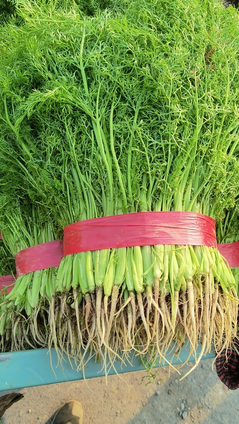 大棚茴香，优质茴香苗，扁杆茴香，质优价廉