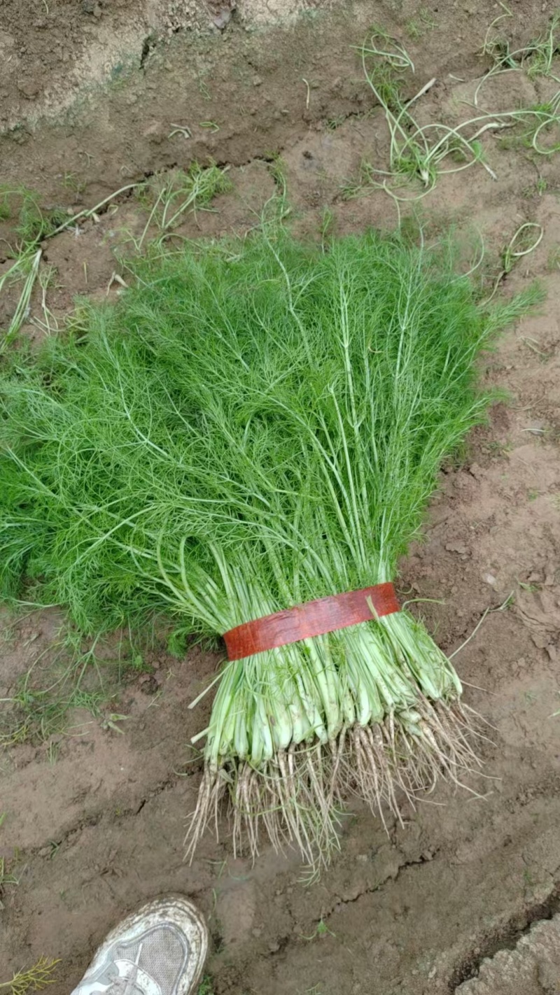 大棚茴香，优质茴香苗，扁杆茴香，质优价廉